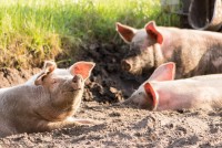 Na farme v Dolných Semerovciach bol potvrdený mor ošípaných
