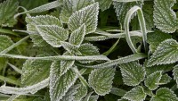 Čeká nás chladný týden, meteorologové varují před přízemími mrazíky