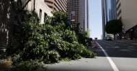 A chainsaw-wielding vandal cut 13 trees in downtown LA. How the LAPD tracked down a suspect