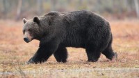 Na území Muránskej planiny vznikol nový zásahový tím pre medveďa hnedého