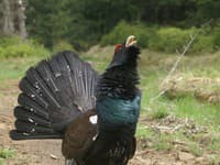 Program starostlivosti o Národný park Veľká Fatra má zlepšiť ochranu biotopov hlucháňa hôrneho