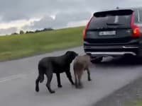 Vodič priviazal psy o nárazník a DVE HODINY museli bežať za AUTOM! Z toho, čo povedal policajtom, ostáva rozum stáť