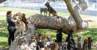 Lopez: Five months after wildfires, it's still PTSD for animals: Pets trying to shake depression