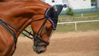 Čtyřicet ran bičem. Svět vyděsilo šokující video s olympionikem tyranem