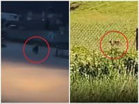 VIDEO Medveď pobehuje priamo v obci, nasadili drony a armádu! FOTO Šelmy videli aj na ďalších miestach