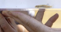 Endangered fish saved from the Palisades fire were just returned to their Malibu home