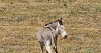 Authorities search for two donkeys spotted in Moreno Valley injured by arrows