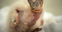 Once there were only 22 condors left on Earth; the L.A. Zoo just hatched 10 chicks