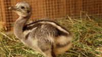 Nandu Darwinův v plzeňské zoo má první mládě. Výběh sdílí s kuřetem
