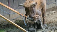 Chovatelé v pražské zoo zachránili mládě zubra. Novorozenec zapadl do bláta