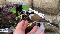 VIDEO: Ťuhýk obecný narazil do okna. Po chvíli oživování odletěl do přírody