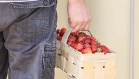 Samosběr jahod: Ušetřit lze až desítky korun, farmy v ČR otevírají i o víkendech