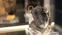 Plzeňské muzeum vystavuje trilobity, ukáže i podmořský svět prvohor