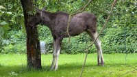 Okrajem Ostravy se potuloval los. Strážníci ho natočili, jak se brodí v řece
