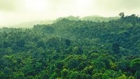 Brazília likviduje prales, aby postavila 13-kilometrovú diaľnicu pre klimatický samit