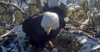 Big Bear's famed bald eagles flew the coop after July 4 fireworks
