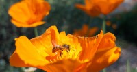 Foreign, feral honeybees are crowding out native bee species in southern California