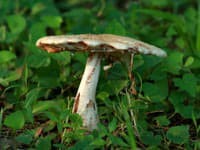 Porota uznala Austrálčanku vinnou z vraždy príbuzných hubami