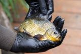 Pražská ZOO vypustila do volné přírody další kriticky ohrožené karasy obecné. Vytlačuje je karas stříbřitý