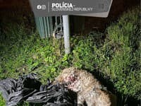 Polícia obvinila muža z Dunajskej Stredy pre opakované týranie šteňaťa