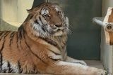 Ze Vsetína přes Zoo Liberec až do Nizozemska. Nelegálně chovaný tygr se bude opět stěhovat