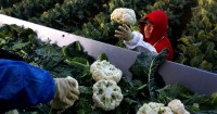 California farmers say Medicaid recipients, automation can't replace their immigrant workers