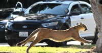 How changes in California culture have influenced the evolution of wild animals in Los Angeles