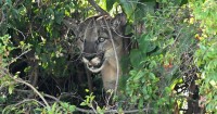 'Go away!' SoCal hiker captures scary encounter with mountain lion on video