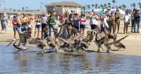 Poisoned pelicans fly again after the worst algal bloom in a decade