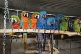 Slovenská firma láká na zážitky s papoušky. Podle veterinářů ale porušuje zákony o týrání zvířat