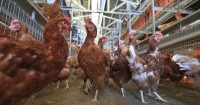 Trump administration sues California over cage-free egg and animal welfare law