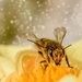 Med není jen na chleba. Propolis, pyl i mateří kašička si zaslouží místo v každé domácnosti