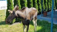 Putování losa Emila Českem pokračuje. Zvíře se objevilo v Dolním Němčí
