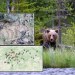 V meste USMRTILI medveďa! Ďalšie lokality upozorňujú na výskyt šeliem: MAPA, kde všade ich už videli