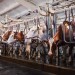 Veterinári uvoľnili niektoré opatrenia proti šíreniu slintačky a krívačky