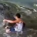 Osudný omyl: Turista považoval krokodíla za atrapu! VIDEO Predátor na neho zaútočil