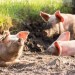 Na farme v Dolných Semerovciach bol potvrdený mor ošípaných