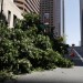 A chainsaw-wielding vandal cut 13 trees in downtown LA. How the LAPD tracked down a suspect