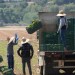 La agricultura del Valle Central se prepara para las redadas de ICE a medida que se acercan las cosechas