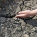 V uplynulých dňoch dochádza k výraznému zhoršeniu sucha na území Slovenska, varujú meteorológovia