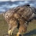 Rodinu orlů mořských v Železných horách zřejmě zabila otrávená návnada