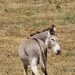 Authorities search for two donkeys spotted in Moreno Valley injured by arrows