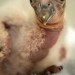 Once there were only 22 condors left on Earth; the L.A. Zoo just hatched 10 chicks