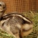 Nandu Darwinův v plzeňské zoo má první mládě. Výběh sdílí s kuřetem