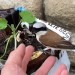 VIDEO: Ťuhýk obecný narazil do okna. Po chvíli oživování odletěl do přírody