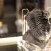 Plzeňské muzeum vystavuje trilobity, ukáže i podmořský svět prvohor