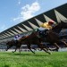 Graffard taking the positives as Zarigana suffers Coronation reverse