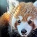 Plzeňská zoo má nový přírůstek. Samec pandy červené přijel z Francie
