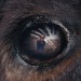 Animale