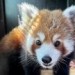 Plzeňská zoo má nového pandího samce. Mashu přijel za Lavinií z Francie